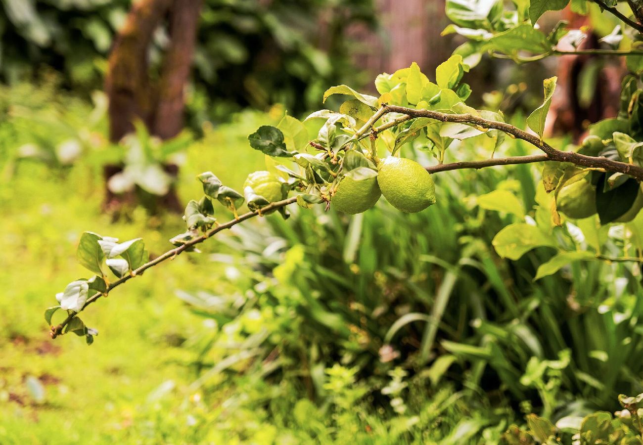 Casa en Buenavista del Norte - Live Buenavista El Palmar casa con jardin 