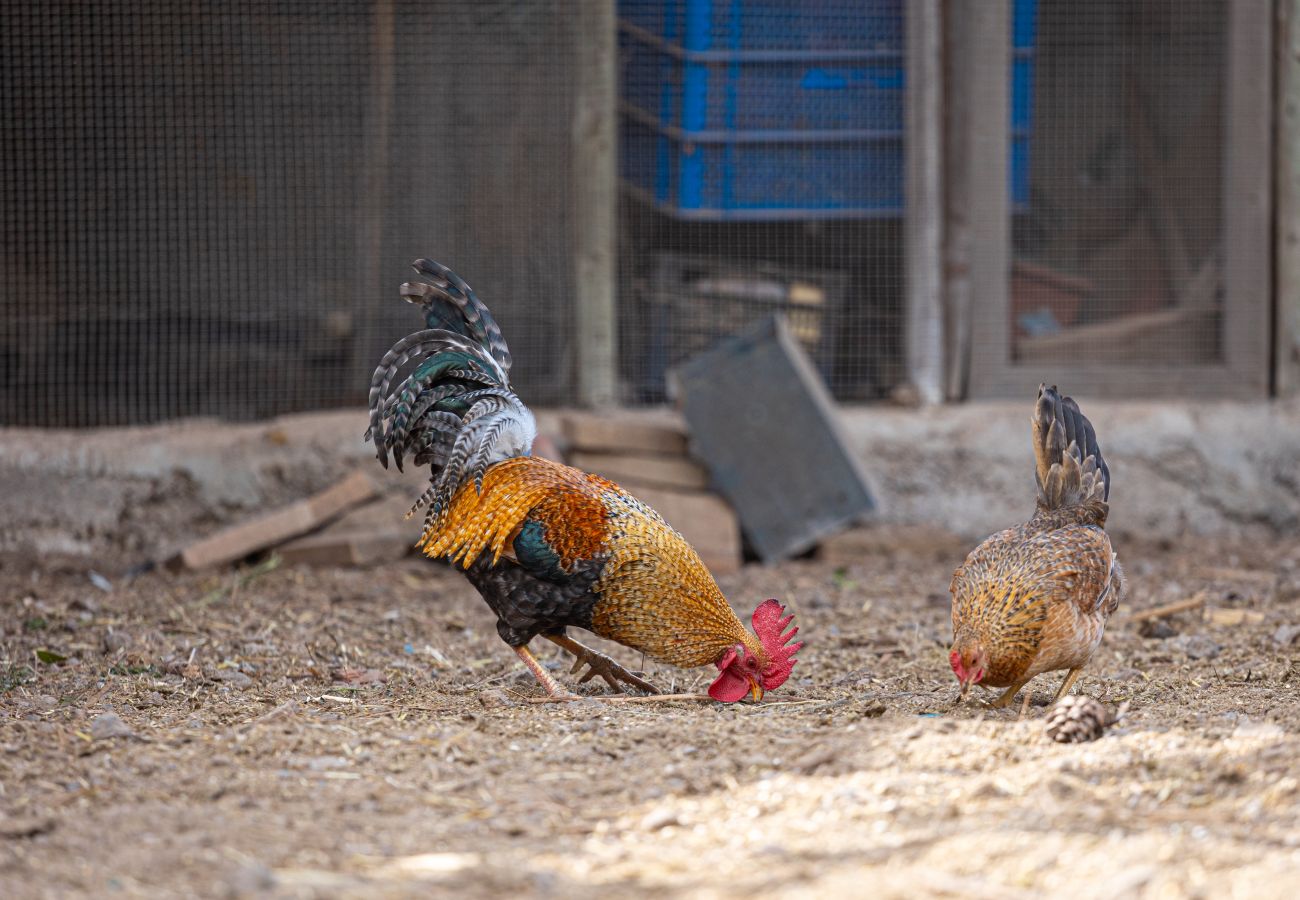 Apartamento en Candelaria - Live Araya Finca Mi Bodega Estudio