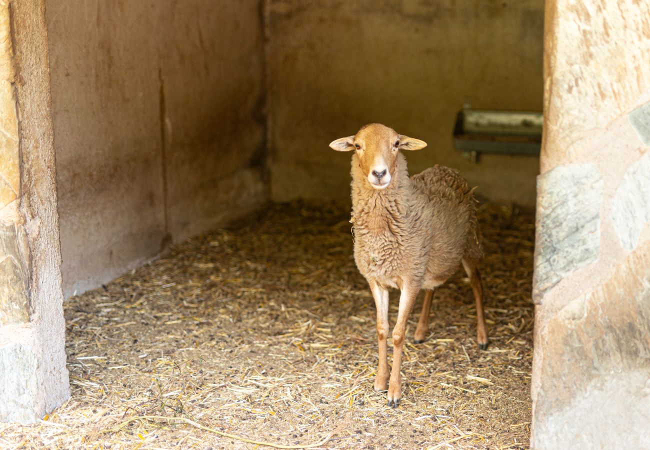 Apartamento en Candelaria - Live Araya Finca Mi Bodega Estudio