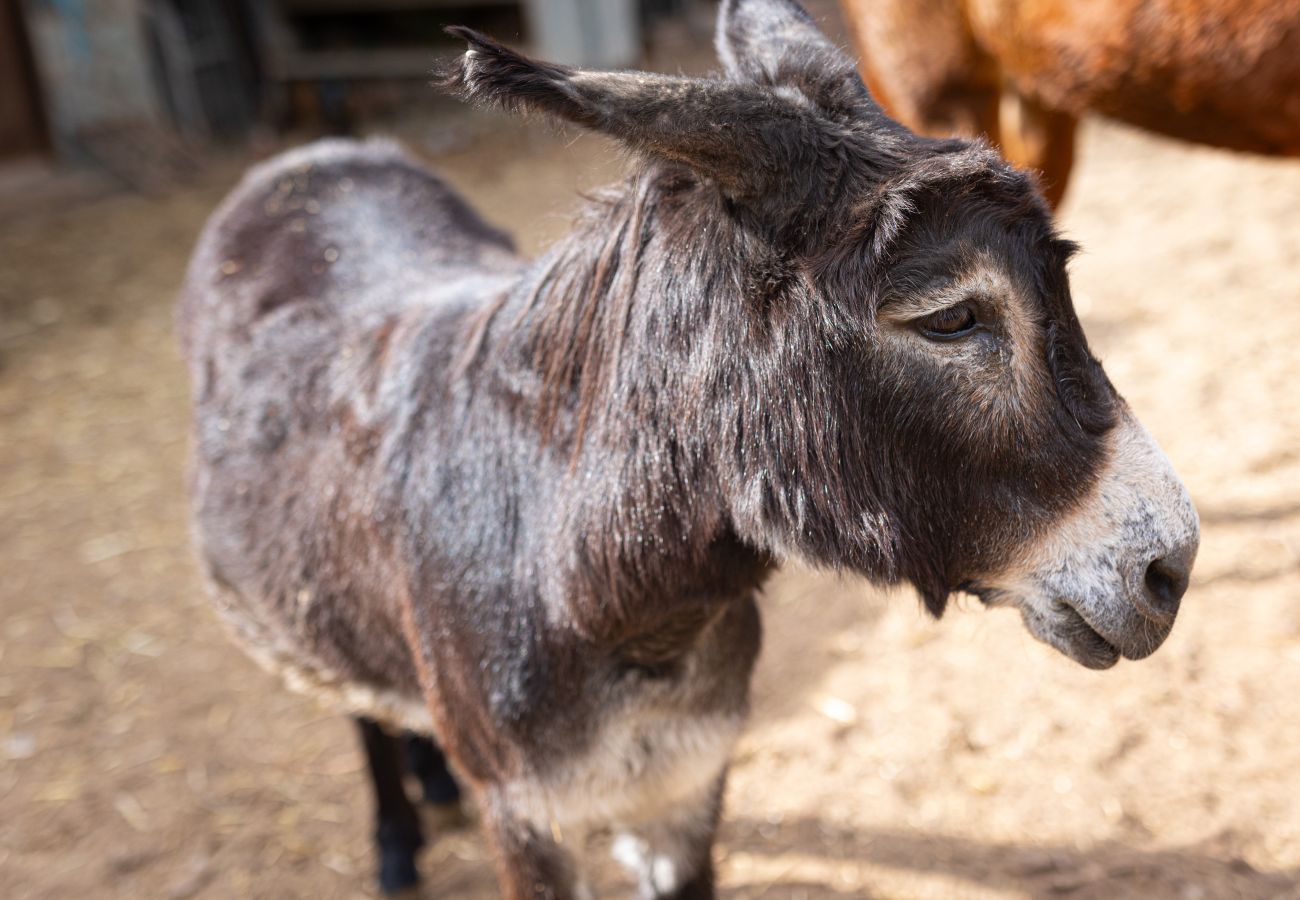 Apartamento en Candelaria - Live Araya Finca Mi Bodega Estudio